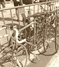 Unsere treuen Begleiter